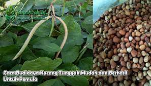 Cara Budidaya Kacang Tunggak Mudah Dan Berhasil Untuk Pemula