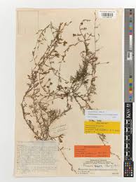 Image result for Gilgiochloa