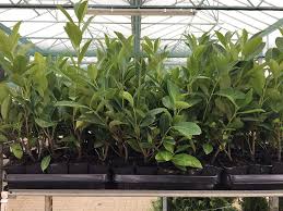 Living screens—otherwise known as shrubs, trees, vines or other plants—have always been an excellent, natural way to gain privacy while forming. Cherry Raspberry Hedge Plants Evergreen Privacy Screen Prunus Lauroc Novita Grown In Pot Amazon De Garten