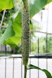 Image result for Cenchrus americanus