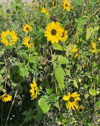 Image result for Dewildemania