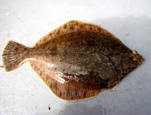 Northern Rock Sole (Lepidopsetta polyxystra) | Gulf of Alask… | Flickr