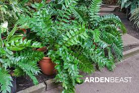 Ferns are fast growing foliage plants which are least bothered about feeding, light and low or high temperature. Japanese Holly Fern Guide How To Grow Care For Cyrtomium Falcatum In 2021 Holly Fern Ferns Shade Garden