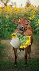 Pin By Vanessa M S Morgan On Screenshots Cute Cows Animals Cute Animals