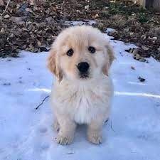 11 Big Fluffy Dog Breeds Perfect To Cuddle With Dogbeast Retriever Puppy Golden Retriever Baby Fluffy Dogs