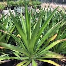 Image result for Furcraea