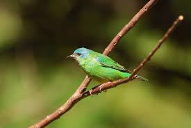 Canto De Trinca Ferro Bom Dia Seu Chico Com Boi Sai Azul Femea Adulta Reserva Guainumbi Gabriela Maltos C Aves Do Brasil Passaros Femea