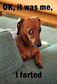 Funny Dachshund Funny Animal Pictures Funny Dog Pictures Funny Animals