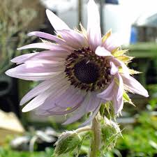 Image result for Berkheya speciosa