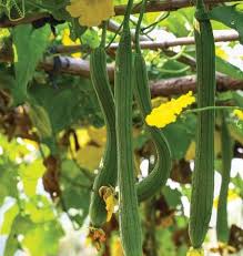 Miriam Sponge Gourd Luffa Hanging Plants Gourds