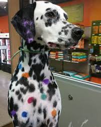 Dalmatians Of Instagram On Instagram So There S Black Spotted And Liver Spotted Lemon And The Occasional Brindle But Brindle Dalmatian Interesting Animals