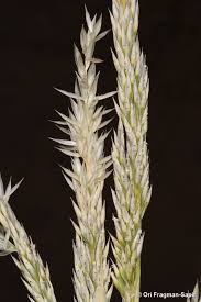 Image result for Centropodia