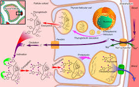 Image result for Thyroid Function Summary