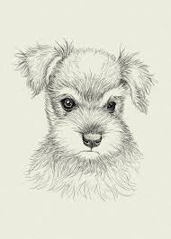 I will continue to add more videos that i hope will inspire you to love drawing. Schnauzer Poster Print By Det Tidkun Displate In 2021 Schnauzer Art Animal Drawings Canine Art
