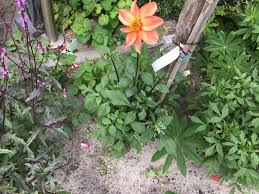 Image result for Dahlia x pinnata `Redskin`