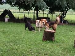 These german shepherd puppies located in michigan come from different cities, including, roscommon, melvindale, jackson, higgins lake, detroit kum7 one look at this stunning puppy and you will surely fall in love. Dykstra S Farm And Evening Song Farm Is A Small Scale Farm Featuring Heritage Breeds Including English Shepherds American Guinea Hogs Fainting Goats And Babydoll Southdown Sheep Located In Woodstock Illinois Owned By Jeff And Openherd