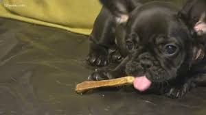 These issues include problems with their eyes, breathing all of which are associated with their face shape. Woman Accused Of Speeding Off With 3 500 French Bulldog Puppy 12news Com