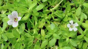 Plantes et Alzheimer