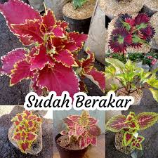 Kamu bisa menemukan penjual bunga mawar hidup dari seluruh indonesia yang terdekat dari lokasi & wilayah kamu sekarang. Jual Bunga Hias Hidup Terbaru Lazada Co Id