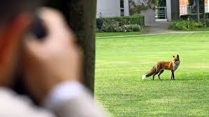 Die richtige blumenidee sie haben die richtige adresse gewählt garten. Wildtiere In Der Stadt Wenn Der Fuchs Durch Den Vorgarten Streift Esslingen Stuttgarter Nachrichten