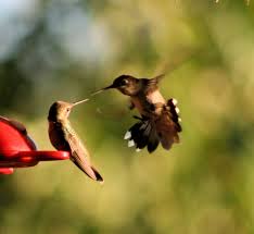 Sword Fighting Animals Birds Bird