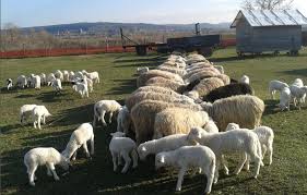 Introdu în câmpul de mai jos adresa ta de email și apasă abonare. Atentie Fermieri Cum Puteti Obtine Subventia Apia De 18 Euro Pe Cap De Ovina Stiriagricole Ro