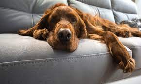 How To Remove Dog Hair From Just About Anywhere The Dogington Post