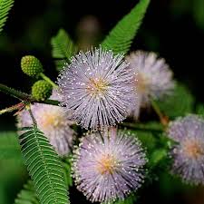 Image result for Mimosa pudica
