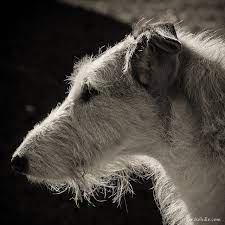 Free shipping in ireland on orders over €20. Pin On Irish Wolfhound Dog Art Portraits Photographs Information And Just Plain Fun By Artist Kline