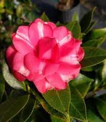 Camellia Forest Nursery Forest Nursery Camellia Japonica