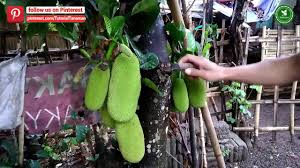 Cempedak merupakan buah yang rasa dan aroma harumnya mirip dengan buah nangka. Apakah Perbezaan Antara Benih Dan Bijirin 2021 Berita