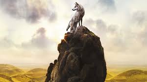 Compatible with 99 of mobile phones and. Wallpaper 4k Wolf 4k Animals Wallpapers Predator Wallpapers Wolf Wallpapers