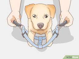 When it comes to dog harnesses, the pet industry is flooded with tons of different types and sizes of dog collars and harnesses, each suitable for dogs' breeds and sizes. 3 Ways To Put On A Dog Harness Wikihow