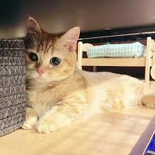 Another reason why a lot of cat owners find cat paws so cute is the tiny, dramatic hair that surrounds the toe beans. Why Are You So Adorable Cat Cats Cute Cats Silly Cats