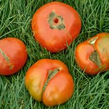 This is a disorder caused by cold, wet temperatures during fruit set. What S Wrong With Your Tomatoes The New York Times