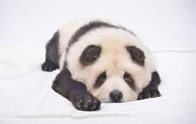 Chow Chow Panda Dog Breed Facts 2021 Animals Home