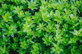 Waldmeister Eis Weil Eis Freude Bereitet Made With Aloha