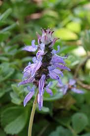 Image result for Coleus neochilus