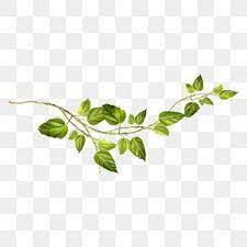 Creative Green Vines Png And Clipart Vines Funny Art Floating Material
