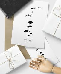 Image result for Aspilia ciliata