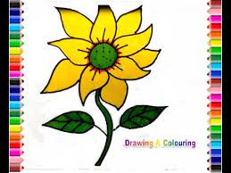 Jual bunga matahari online harga termurah : How To Draw Sun Flower Gambar Bunga Matahari Youtube