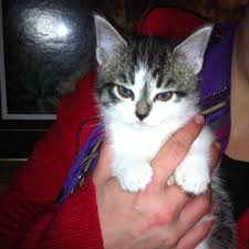 Adopting a free kitten is admirable, but not so free as you may think. Free Kittens For Sale In Cambridge Ontario Nice Pets In Canada