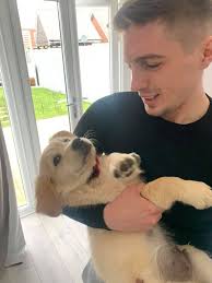 we survived the week without causing chaos…(maybe just a bit) 🐾 hoomans,  how's your week? #chuckandbarry #goldenretrievers #staffy #wearegoodpets