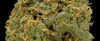 Grows are successful both indoors and outdoors, flowering between 9 and 11 weeks. Skunk Haze Strain Review Bonza Blog
