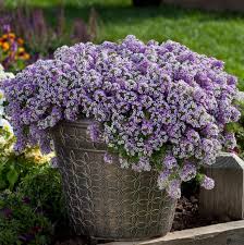 Sweet alyssum the carpet flower a classic garden flower native to the mediterranean, unsurpassed for edging under a variety of situations. Lavender Stream Lobularia Plant Sweet Alyssum Free Shipping