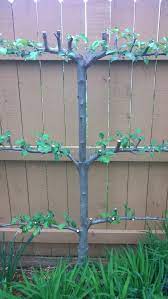 Espalier Apple Tree Great Example Of How Little Space A Tree Can Occupy Garden Trees Espalier Fruit Trees Fruit Trees Backyard