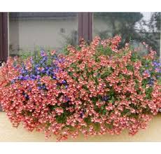 Image result for ostruhatka