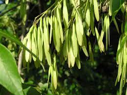 There are 45 to 65 species of ash trees fruit of ash tree is called samara. White Ash Purdue Fort Wayne