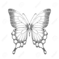 Download Line Drawing Of Butterfly Peepsburgh