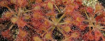 Image result for Drosera dielsiana